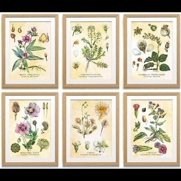 NEW Set of Six 8 X 10 UNFRAMED Botanical Prints by Tavenly Spring Summer Gift - Picture 1 of 10